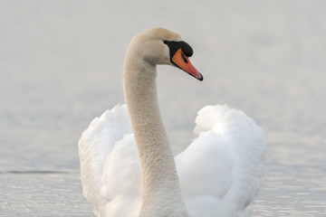 Fototapeta premium Schwan