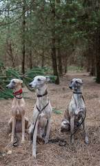 3 whippet dogs sat in a woodland scence