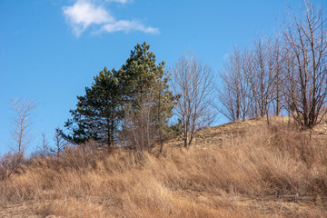 Tree Line Hay