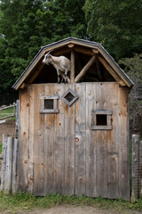 Pale adult goat seen perilously perched in an open gable on top of a tall wood shed