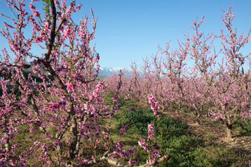 Apple orchard blossoms in spring in the Pyrenees-Orientales, France
