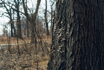 Fototapeta premium tree in the forest with mushrooms