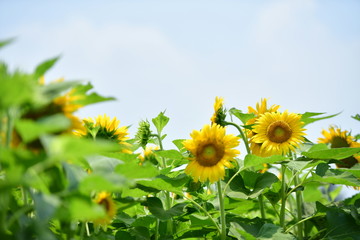 埼玉県熊谷のひまわり