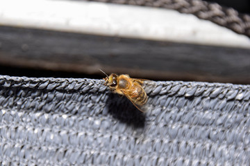 Anthophila, Bienen, Biene, Fleiß, Rudel, Makro, Nahaufnahme, Honig, Tier, Hintergrund
