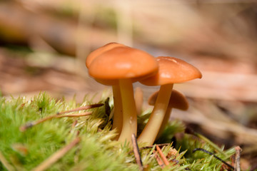 Pilz, Pilze, Makro, Nahaufnahme, Hintergrund, Wald, Herbst, Essen