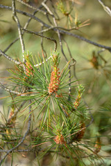 Fichte, Baum, Natur, Grün, Nadel, Macro, Nahaufnahme, Tanne, Wald,, Makro