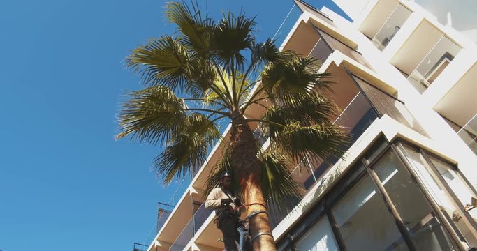 Timelapse Palm Tree Pruning and tronk cleaning, garden works.
