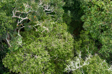 Stunning Aerial View of Amazon Canopy. The Roof of the World's Rainforest, Treetop of Amazing Unique Amazonian Species 