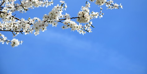 Weiße Kirschblüten vor blauen Himmel