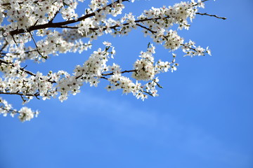 Weiße Blüten - der Frühling ist da