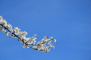 Blühender Ast im Frühling vor blauen Himmel