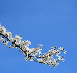 Zierkirsche mit weißen Blüten vor blauen Himmel