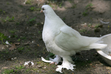 Weiße Taube im Garten