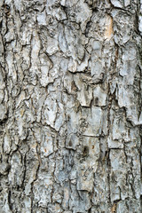 the texture of the tree bark