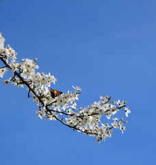 Hintergrund weiße Blüten mit Schmetterling vor blauen Hintergrund