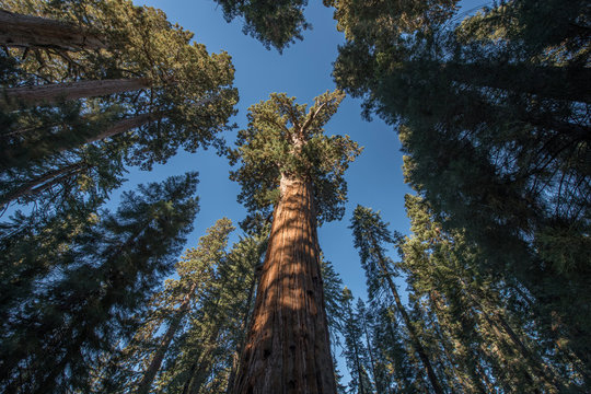 Séquoia © Sebastien Barrio