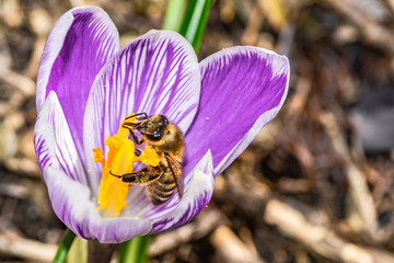 pszczoła na krokusie © Henryk Niestrój