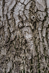 the texture of the tree bark