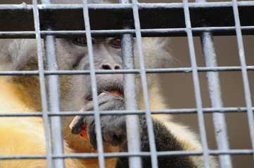  monkey eating carrot