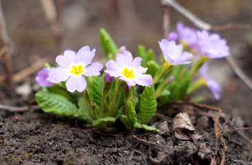 Primula vulgaris - first spring flowers
