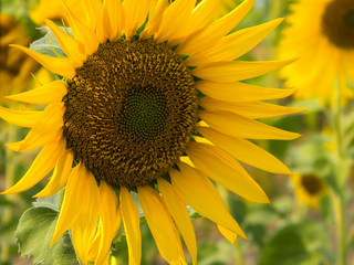 Sunflower