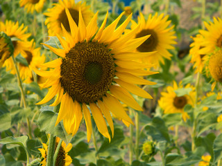 Naklejka premium Sunflower