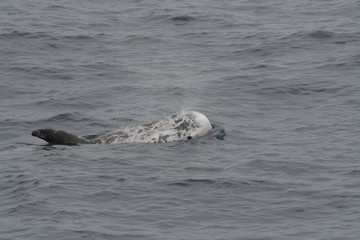 Obraz premium Dauphin de risso