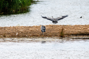 Grey Heron (Ardea cinerea)