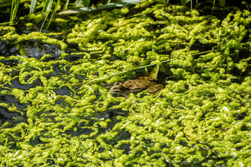 Marsh Frog (Pelophylax ridibunda)