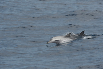 Dauphin bleu et blanc