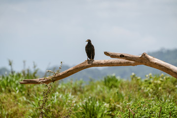 Common Black Hawk (Buteogallus anthracinus)