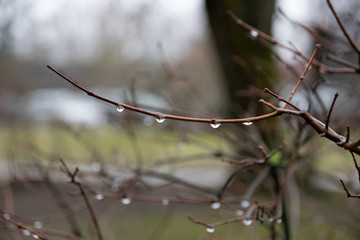 drops of dew on branch