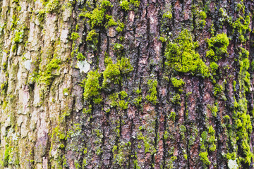 tree bark texture