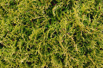 green background