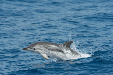 Fototapeta premium Dauphin bleu et blanc