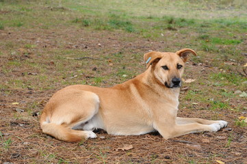 dog on the grass