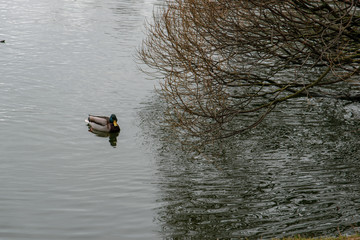 duck in the lake