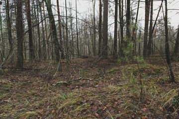 fog in the forest