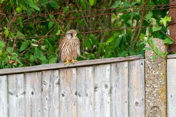 Common Kestrel (Falco tinnunculus)