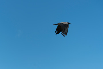 Crow flying against the blue sky