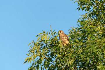 Common Kestrel (Falco tinnunculus) perched in a tree, taken in Richmond, London, UK
