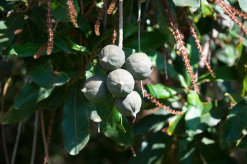 Macadamia nuts on the tree