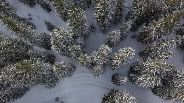 fir forest