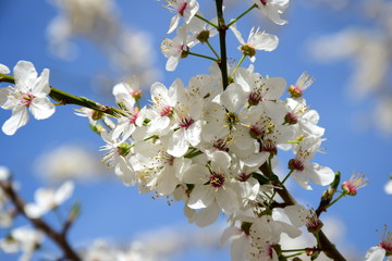 Der Frühling ist da