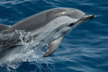 Dauphin bleu et blanc