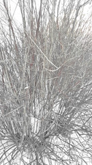 Branches Shrub Von Snow
