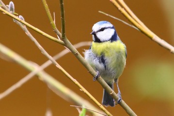 blaumeise