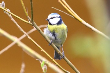 blaumeise