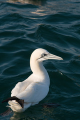 Fou de bassan