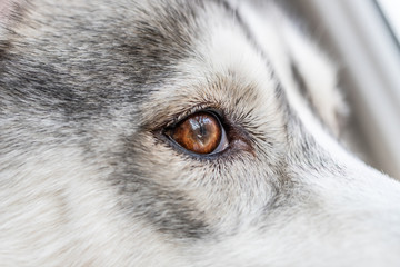 cute Siberian husky with brown eyes close up. pet animals